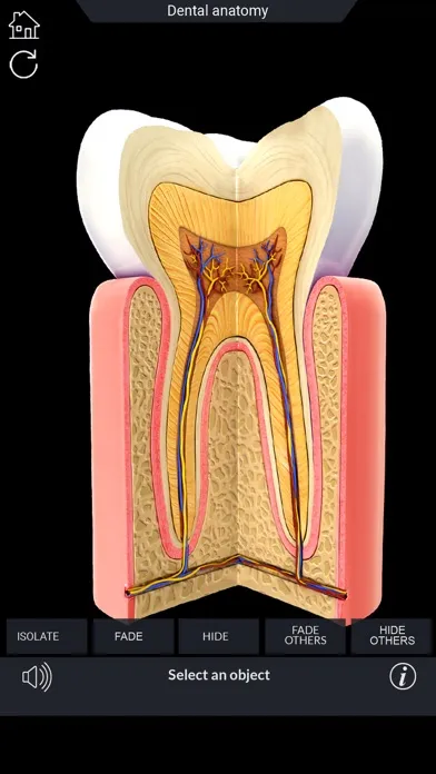 ภาพหน้าจอของ My Dental Anatomy